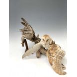 Taxidermy, a stuffed hawk, height 44cm and a stuffed barn owl, height 29cm.Condition report: A