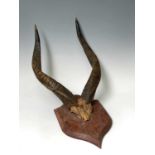 Taxidermy, a pair of antelope horns, with partial skull mount, mounted on a shield, height 79cm,