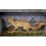 A taxidermy stuffed and mounted fox with pheasant, early 20th century, in a naturalistic setting
