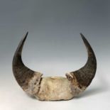 A pair of bull horns, 36 x 47cm.