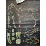 A mid century French pull-down educational chart illustrating the skeletal system of the horse, with