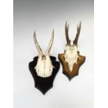 Two wall mounted pairs of antlers. The tallest 25.5cm high overall.