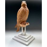 Bill PRICKETT (1965) Gyrfalcon Lime Wood carving of Gryfalcon on a polished stainless steel and