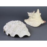 A South Pacific clam shell 8cm x 27cm x 19cm together with a Queen Conch shell 14cm x 20cm x 19cm