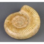 A polished ammonite 4cm x 13cm