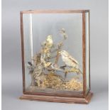 A taxidermy arrangement of birds contained within a mahogany framed glazed case 52cm h x 37cm x 16cm