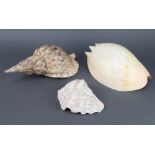 Three large sea shells
