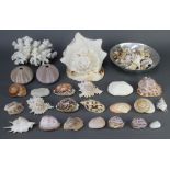 A collection of various sea shells