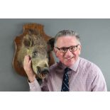 A stuffed and mounted wild boar's head, on an oak shield 47cm h x 46cm w x 35cm d