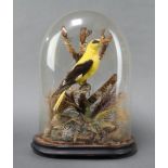 A Victorian stuffed and mounted oriole in a naturalistic surroundings, contained under a glass dome,
