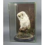 A stuffed and mounted snowy owl contained in a glass display cabinet 45cm h x 30cm w x 30cm d
