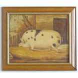 J Box, XX, Oil on canvas laid on board, A portrait of a prize pig in a sty. Signed lower right.