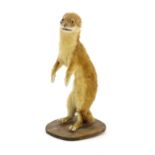 Taxidermy: a mid to late 20thC mount of a stoat, standing 11 tall Please Note - we do not make