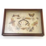 Taxidermy: a Victorian mahogany glazed cased collection of butterflies and insects, 4" tall, 23"