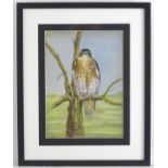 Florence E. Genlloud (b. 1865), Watercolour, A male sparrow hawk / bird of prey on a tree branch.