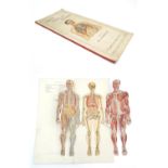 Book: Philips' Popular Manikin of the Human Body, ed. by W. S. Furneaux, pub. George Philip & Son