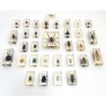 Taxidermy: a collection of resin set arachnid and insect specimens, the largest 5 1/2" x 4" (32)