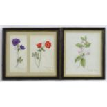 Almeria Blanche Hamond (1852-1937), Three 19th century botanical watercolours in Hogarth frames, A