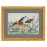 19th century, Chinese School, Watercolour on rice paper, Golden pheasants, Exotic birds in a