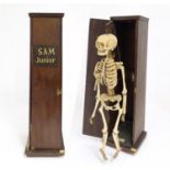 An early 20thC anatomical model skeleton, by Educational and Scientific Plastics Ltd. Contained