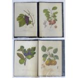 Four botanical colour lithographic prints from Pierre-Antoine Poiteau's Pomologie Francaise, Recueil
