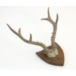 Taxidermy: a mid 20thC mount of six-point Sika stag antlers, affixed to a carved oak shield. 11 3/4"