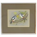 David Andrews, 20th century, Ornithological School, Watercolour, Great-Spotted Woodpeckers, Two