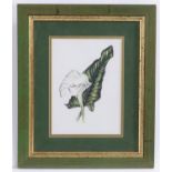 Jui Winch, 20th century, Watercolour and pencil, A study of an Arum Lily flower. Signed lower
