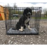 A black double door dog crate / cage with tray measuring 30 1/4 x 21 1/4 x 25 1/2" approx. (77 x