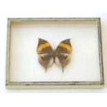 Taxidermy: a shadow boxed mount of a large butterfly, approximately 3 1/2" long (within an 8 1/4"