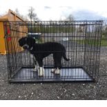 A black, 2 door dog crate / cage with tray measuring 48 x 30 x 31 3/4" approx. (122 x 76 x 81cm