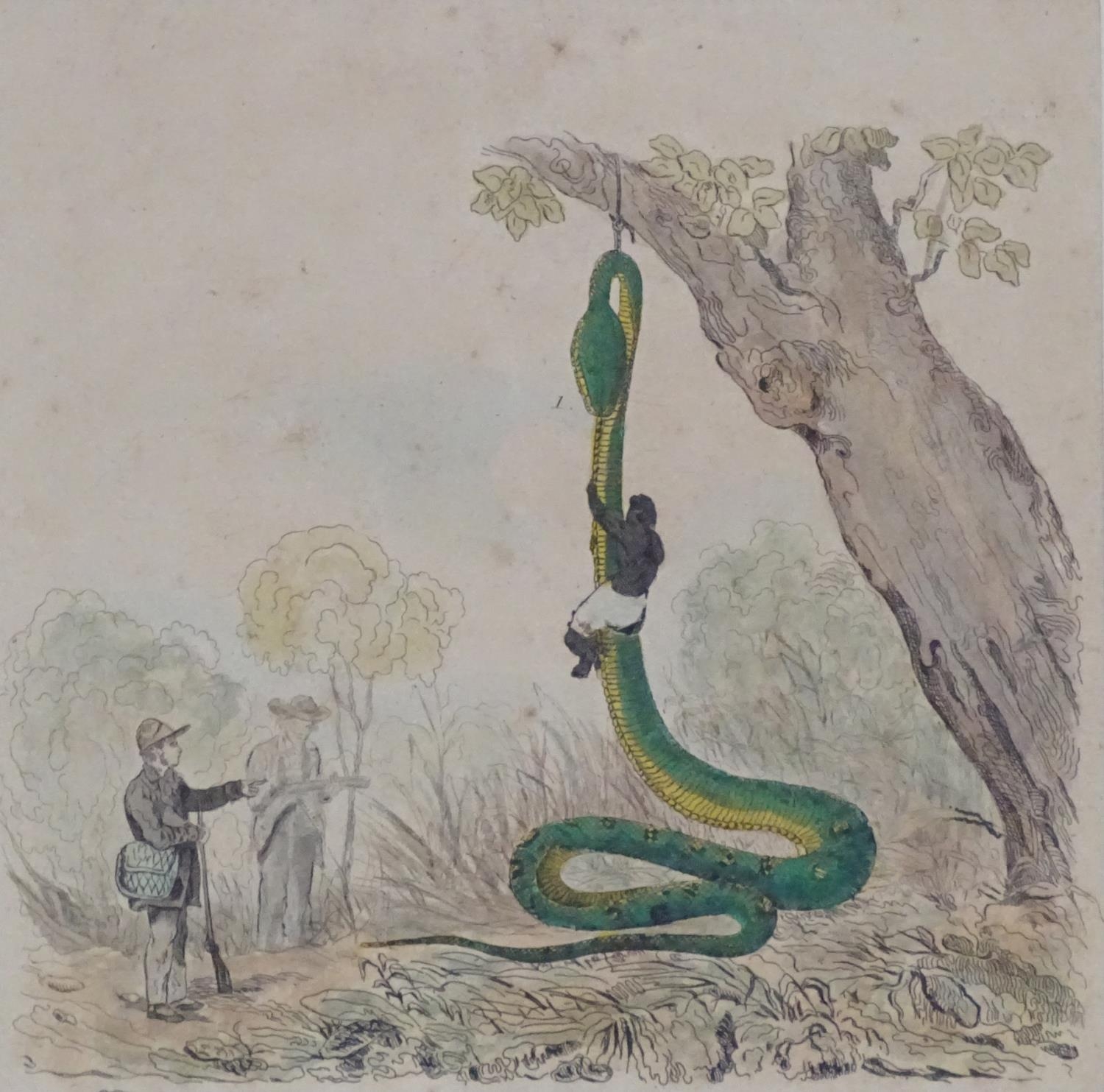 19th century, Topographical School, Hand coloured engraving, Hunters skinning a shot boa constrictor - Image 3 of 3