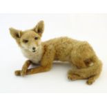 Taxidermy: a mid 20thC mount of a red fox cub / juvenile, posed sitting, 15" wide Please Note - we