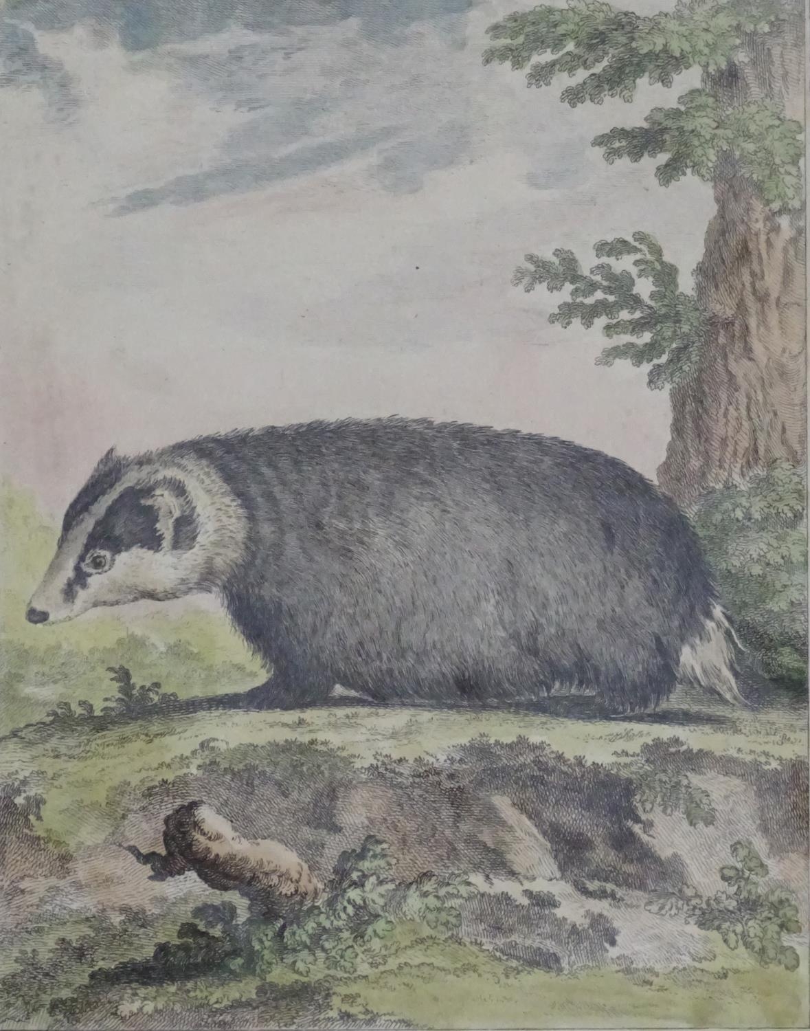 Five assorted animal engravings to include Le Blaireau (The Badger) engraved by Louis Le Grand after - Image 8 of 13