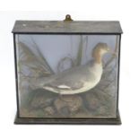 Taxidermy: a Victorian cased mount of a female Gooseander / Merganser duck, posed within a