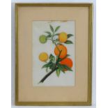 20th century, Chinese School, Watercolour on rice paper, Oranges and orange blossom. Approx. 8 1/
