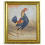 J. Box, 20th century, Oil on canvas laid on board, A portrait of a female fighting cock. Signed