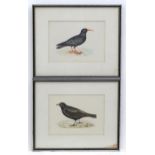 19th century, Ornithological School, Two hand coloured prints, Red-billed Clough, and Black Lark,