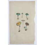 James Sowerby (1757-1822), Hand coloured copper engraving, Agaricus Aruginosus, A botanical /