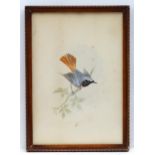 A. J. G. Bricknell, Early 20th century, Watercolour, A study of a Redstart bird on a branch.