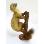 Taxidermy : a 19thC mount of a leucistic Pine Marten posed upon a branch an affixed to a shield
