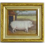 J. Box, 20th century, Oil on canvas board, A portrait of a prize pig in a landscape. Signed lower