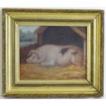 J. Box, 20th century, Oil on canvas board, A portrait of a prize pig resting in a sty. Signed