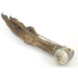 Taxidermy: A white metal brooch with facet cut stone and set with a pheasant foot. Approx. 4 1/4"