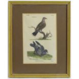 After Thomas Pennant (1726-1798), 19th century, Hand coloured engraving, Turtle Dove and Rock