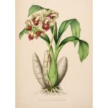 Linden (Jean-Jules). Pescatorea. Iconographie des orchides, 1st edition, 1854-5