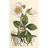 Botany. Two volumes containing 137 British botanical watercolour studies, late 18th/early 19th c.