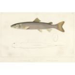 Agassiz (Jean & Vogt, Carl). Histoire naturelle des poissons d'eau douce, 1839-45