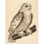 * Selby (Prideaux John, 1788-1867). Snowy Owl, Plate XXIII, 1826-43