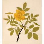Album. An album of flower collages, circa 1830s-1840s